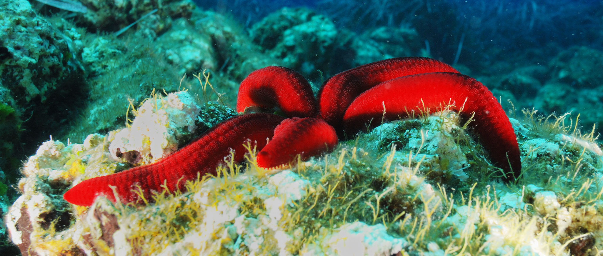 Biodiversità Marina Ustica