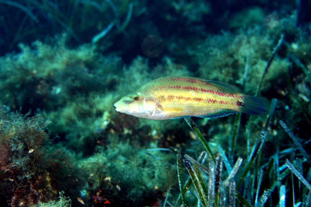 Ustica