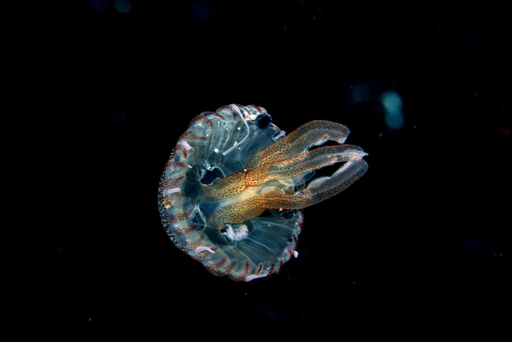 Ustica